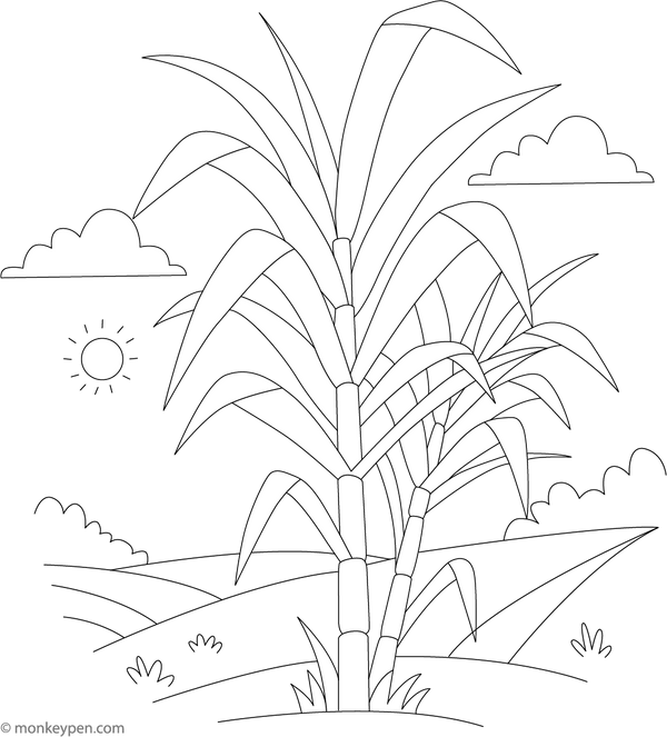 Printable  Sugarcane Coloring Page