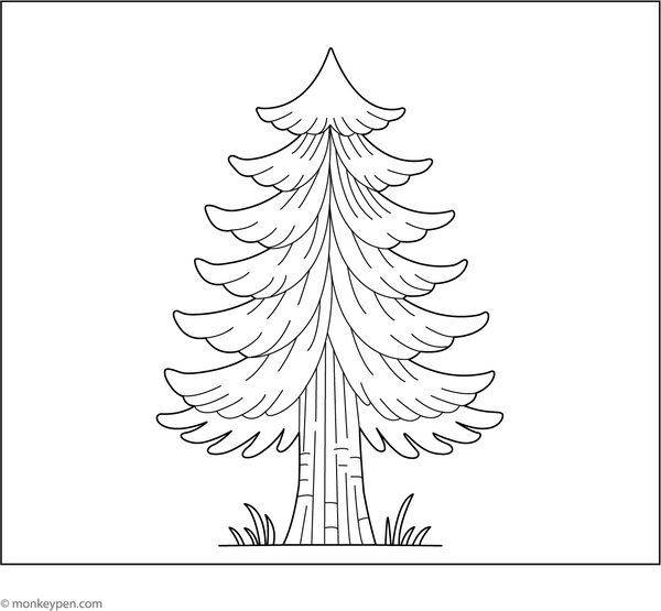 Pine Tree Coloring Page
