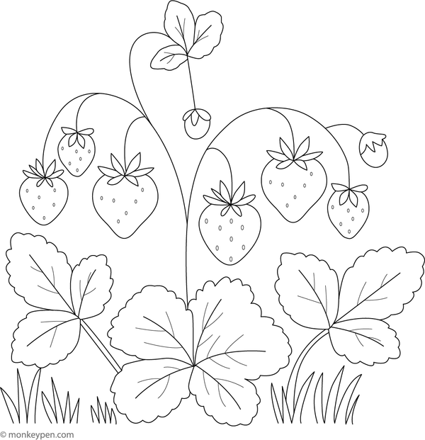 Illustration of a strawberry plant with berries, leaves, and blossoms, prepared for colouring.