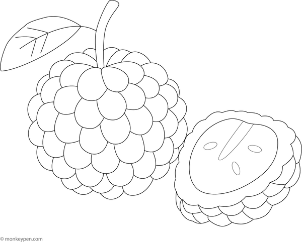 Illustration of a custard apple with bumpy green skin, prepared for coloring by kids.