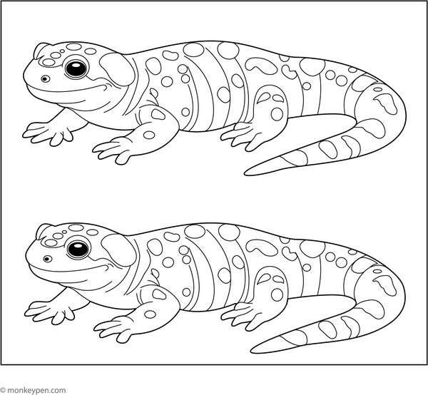 Salamander Coloring Page