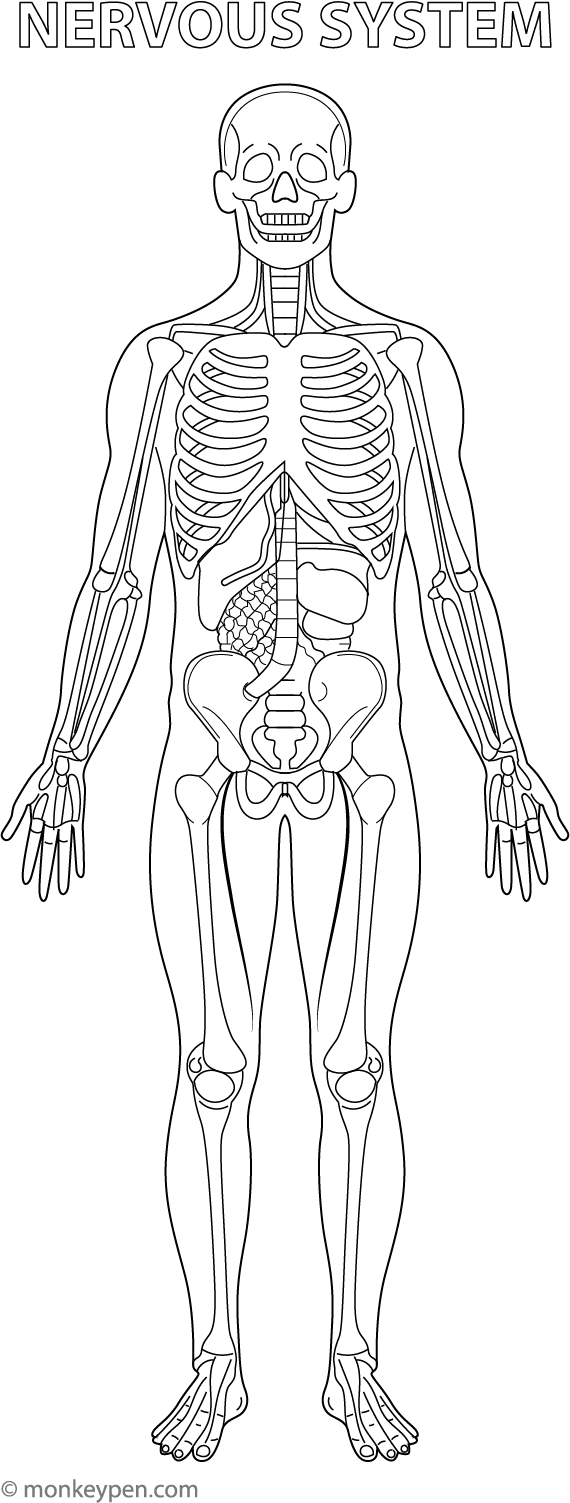 Diagram of the human nervous system, including brain, spinal cord, and nerves, ready to be colored.