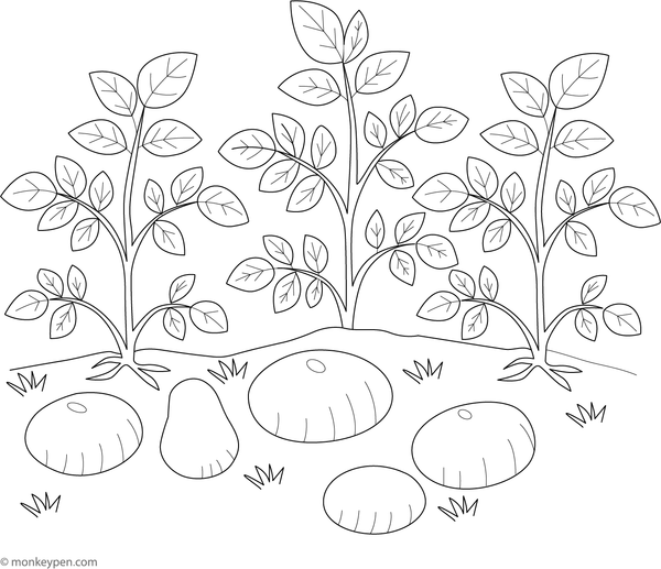 Children's coloring page depicting potatoes growing in a garden bed surrounded by leaves and soil.