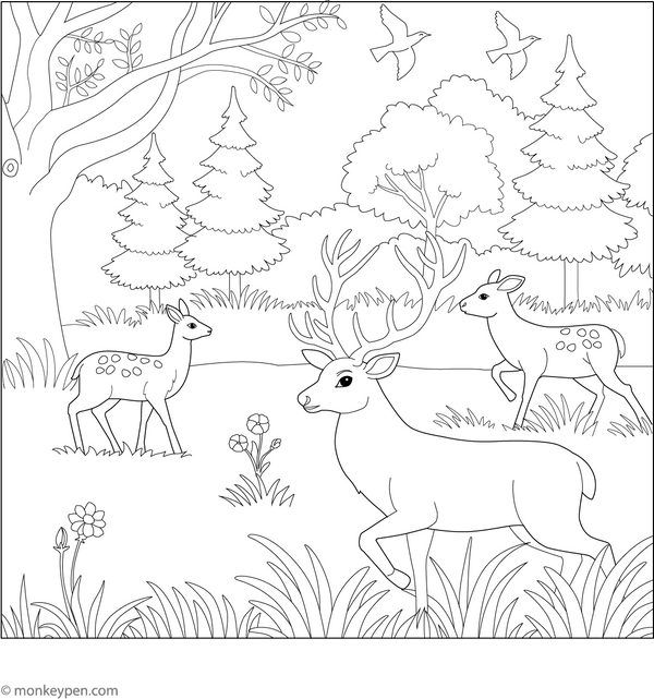 Wildlife Reserves Coloring Page