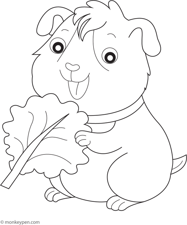Printable guinea pig chomping on lettuce coloring sheet for kids