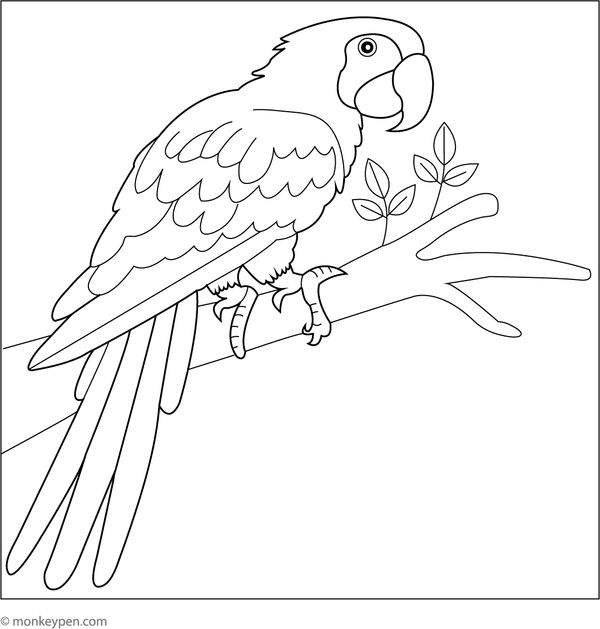 Printable colouring page of a majestic scarlet macaw with its long tail feathers, a tropical bird favourite for kids.