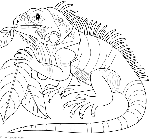 Iguana munching on a green leaf, set in a lush garden scene for colouring.