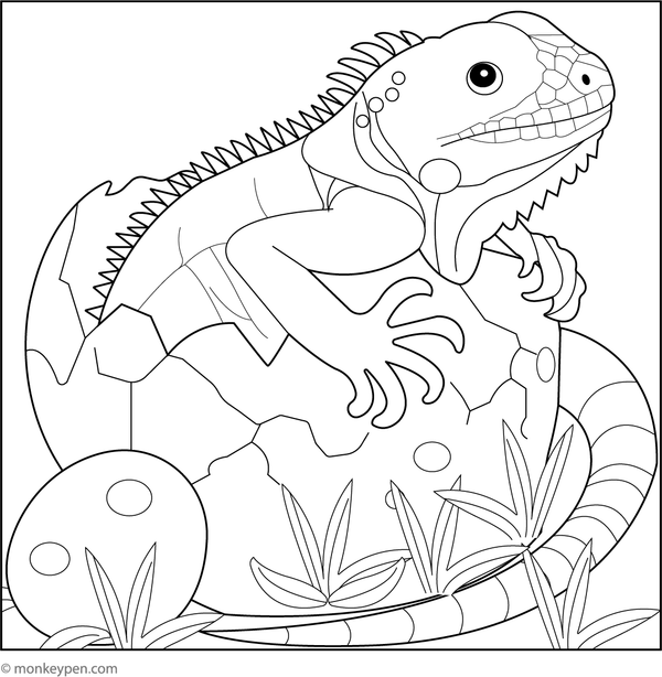 Baby iguana hatching from an egg, surrounded by nest and foliage for colouring