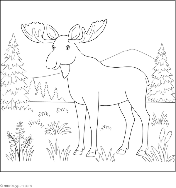 Moose Coloring Book