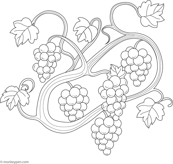 Coloring page of a grapevine with twisting vines for children