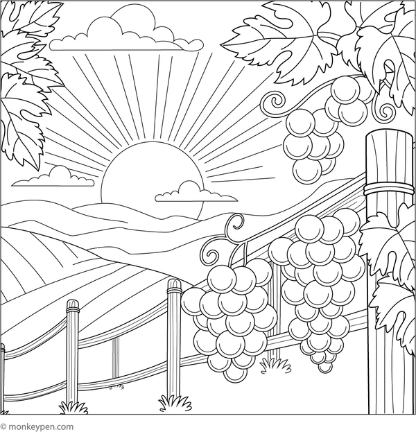 Scene of grapes with a sunset in a vineyard for coloring