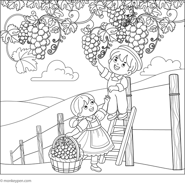 Illustration of children harvesting grapes from a vine for coloring