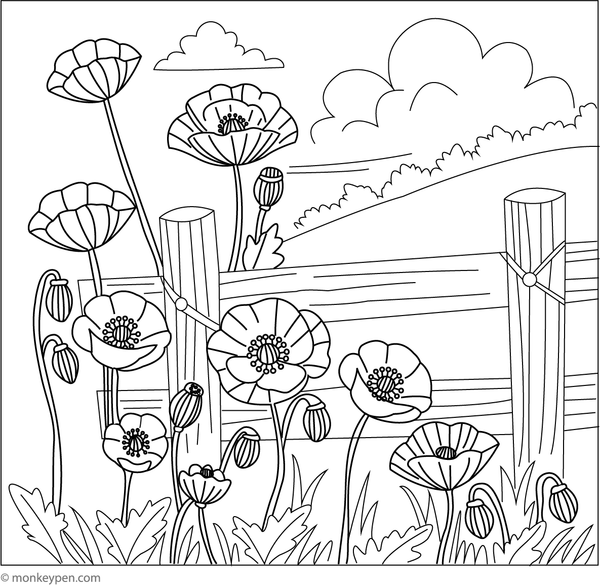 Children's colouring page illustrating a picturesque poppy meadow bordered by a wooden fence, ideal for colouring outdoor and garden scenes