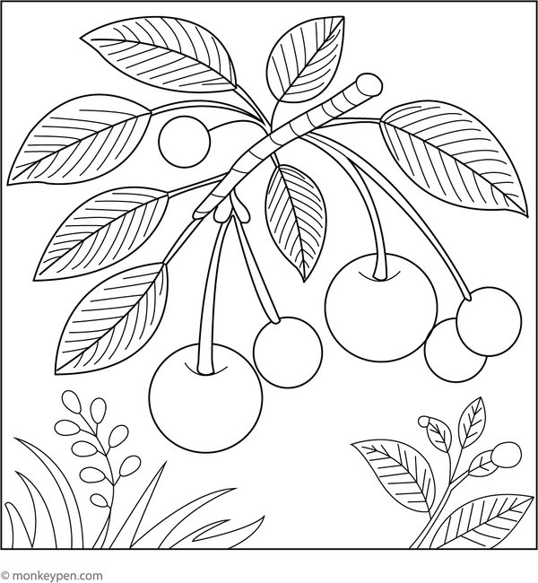 Cherries hanging on a branch colouring page with leaves and fruit for children to colour