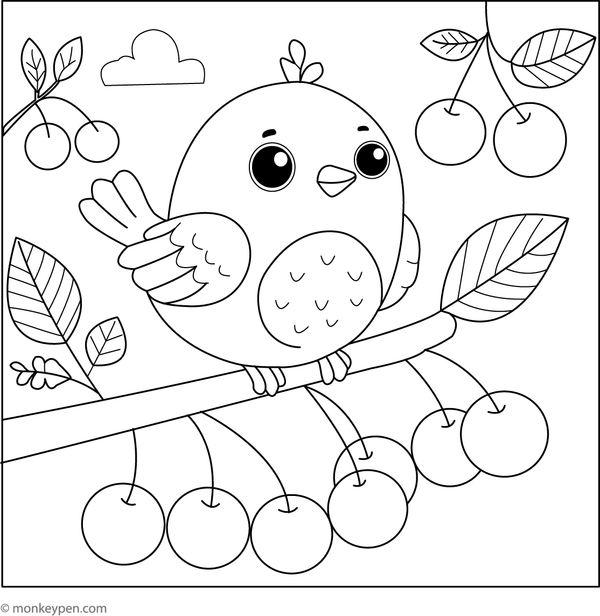 Cherry colouring page with a bird perched on a branch with cherries for children to colour