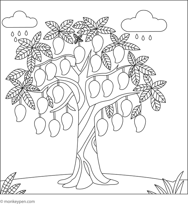 Coloring illustration of a mango tree heavily laden with hanging mangoes within an outdoor garden scene suitable for children.