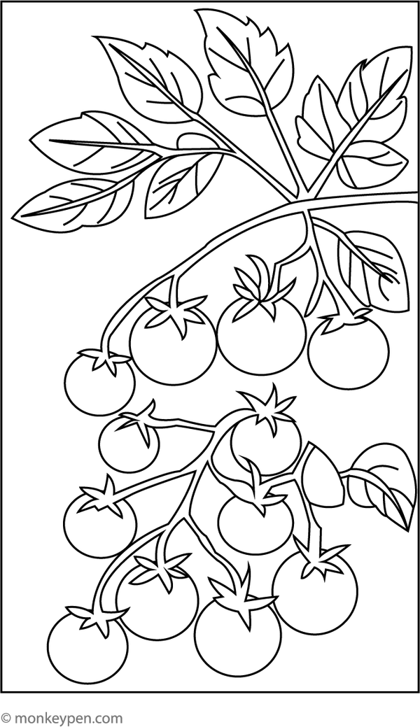 Formal depiction of a cluster of cherry tomatoes on a vine, designed for educational colouring activities for children.