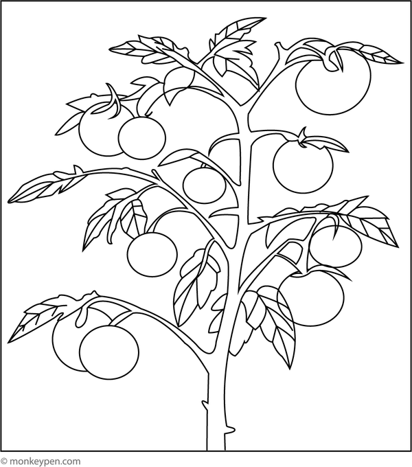 Formal illustration of a tomato plant featuring multiple leaves, small fruits, and flowers, designed for educational purposes.