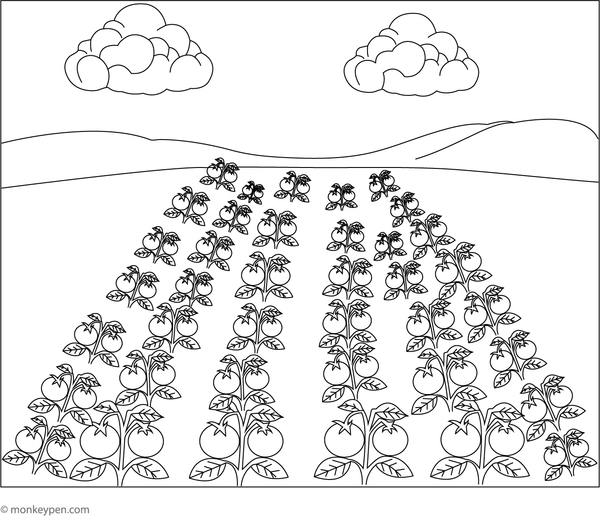 Formal scene illustrating rows of tomato plants in a cultivated field, intended for educational activities on farming.