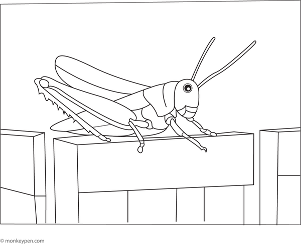 Illustration of a grasshopper perched on a wooden fence, suitable for a countryside-themed coloring activity.
