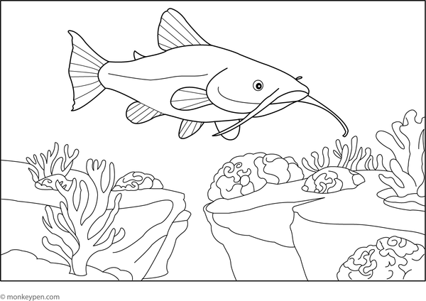 Simple catfish colouring page showing a smiling catfish with whiskers, perfect for kids to learn about river animals.