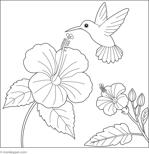 Coloring page showing a hibiscus flower with a small hummingbird feeding nectar.