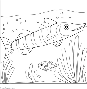 Barracudas Coloring Page