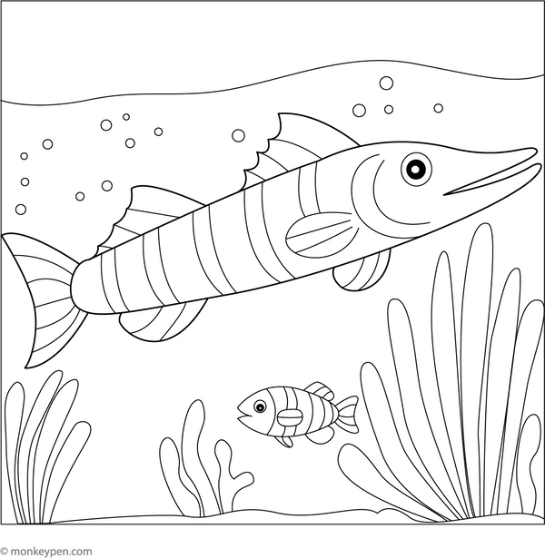 Barracudas Coloring Page