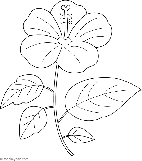 Printable coloring page of a single hibiscus flower with clear outlines for children.