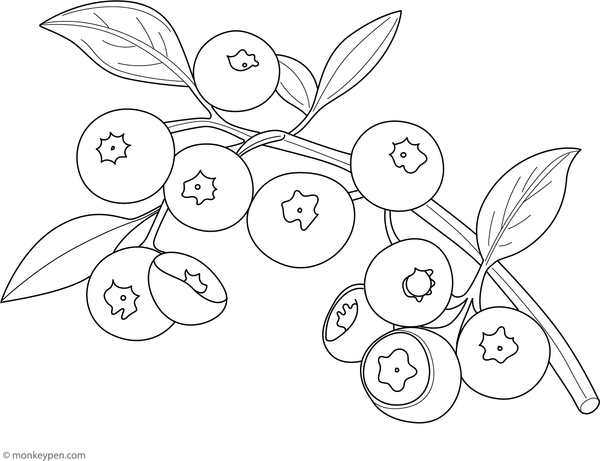 Coloring page illustrating blueberries hanging from a leafy branch.