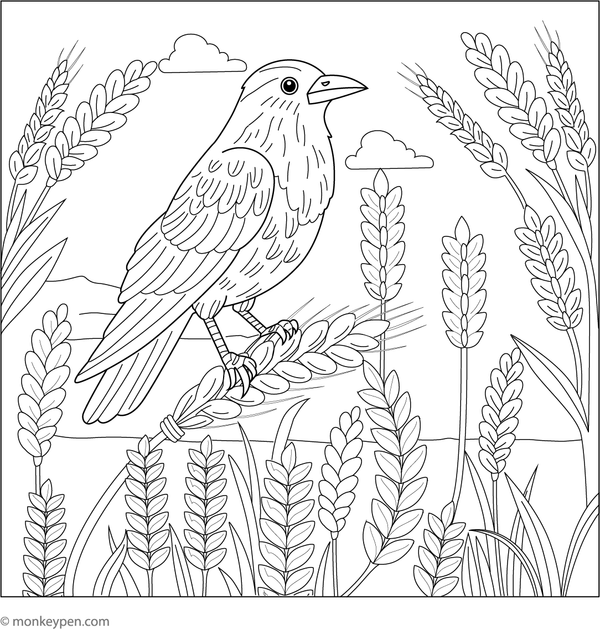 Free printable colouring page of a crow over a golden wheat field under a blue sky.