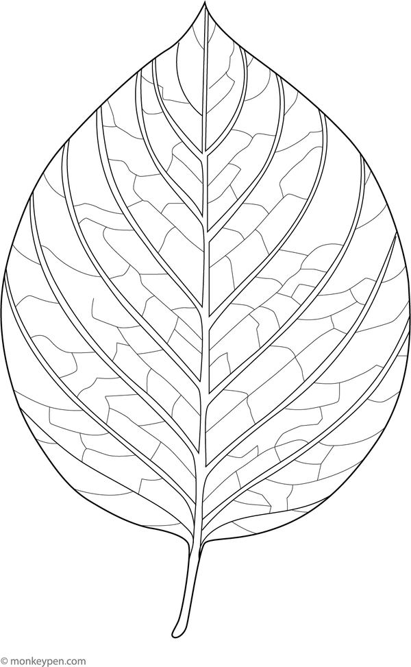 A detailed printable coloring page illustrating the intricate vein patterns found in leaves, designed for children to download and color.