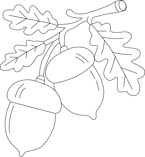 Acorn coloring page – fun and educational printable for children