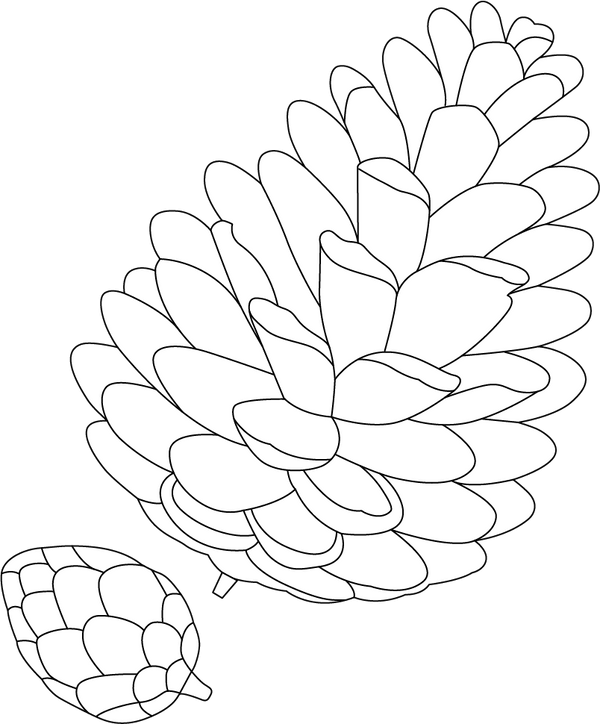 Pinecone coloring page – fun and educational printable for children
