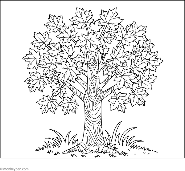 Maple Tree Coloring Page – fun and educational printable for children