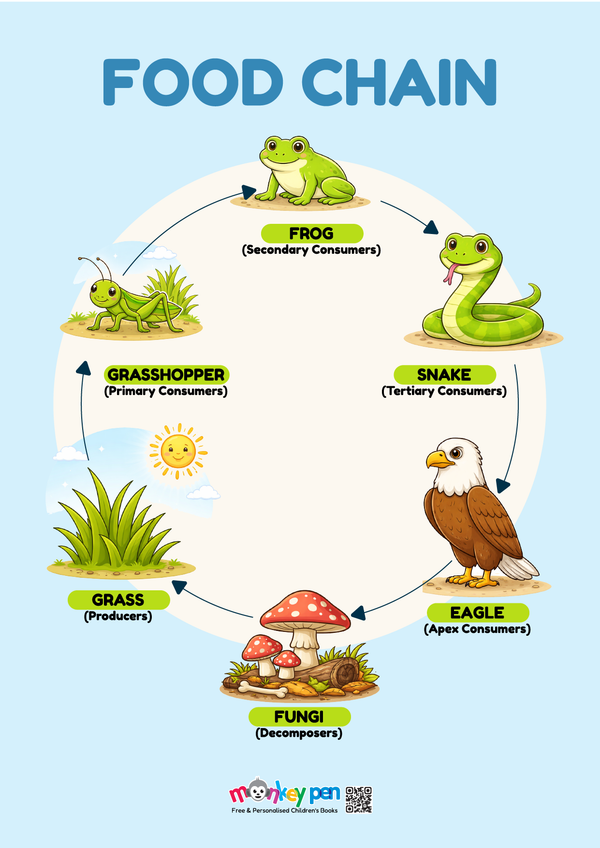 A colorful Food Chain poster illustrating the flow of energy from plants to herbivores and carnivores, helping children understand the balance of ecosystems.