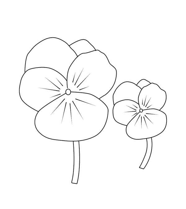 Pansy flowers coloring page – fun and educational printable for children