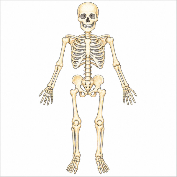 mooth skeleton sketch demonstrating easy drawing steps.