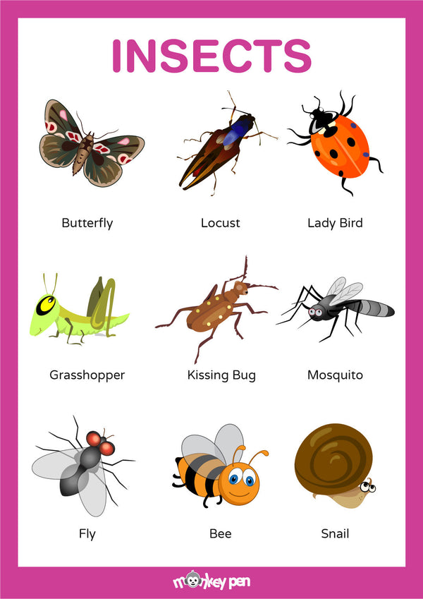 Colorful insects poster for kids' learning. Shows various illustrated insects with their names labeled, designed for educational purposes