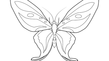 BUTTERFLY COLOURING PAGE | Free Colouring Book for Children