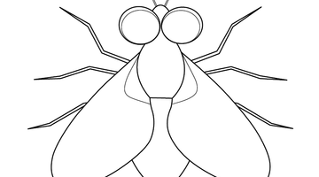 FLY COLOURING PICTURE | Free Colouring Book for Children