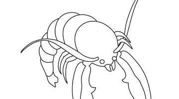 LOBSTER/ PRAWN COLOURING PICTURE | Free Colouring Book for Children