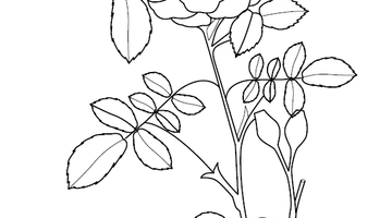 Flower Colouring Image | Free Colouring Book for Children