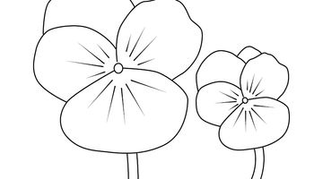 PANSY FLOWER COLOURING PAGE | Free Colouring Book for Children