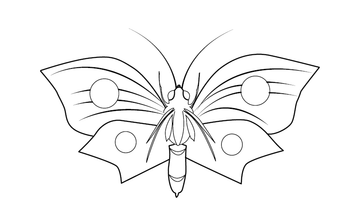 BUTTERFLY COLOURING IMAGE | Free Colouring Book for Children