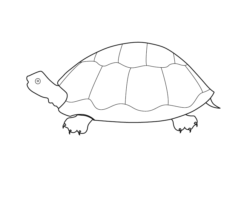 Turtle Coloring Page Isolated White Background Cliparts, Stock Vector and  Royalty Free Turtle Coloring Page Isolated White Background Illustrations