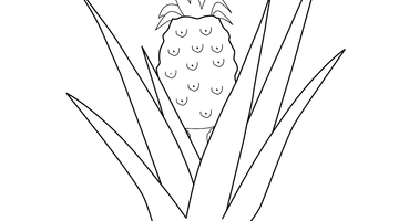 Pineapple Colouring Picture | Free Colouring Book for Children