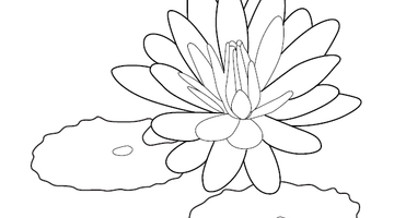 Lotus Colouring Image | Free Colouring Book for Children