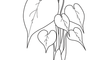 Leaf colouring Picture | Free Colouring Book for Children