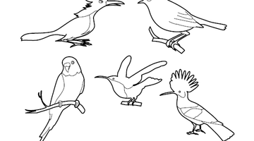 Birds Colouring Picture | Free Colouring Book for Children